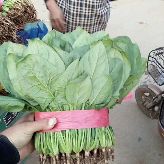 邯郸大叶菠菜  精品菠菜产地直销