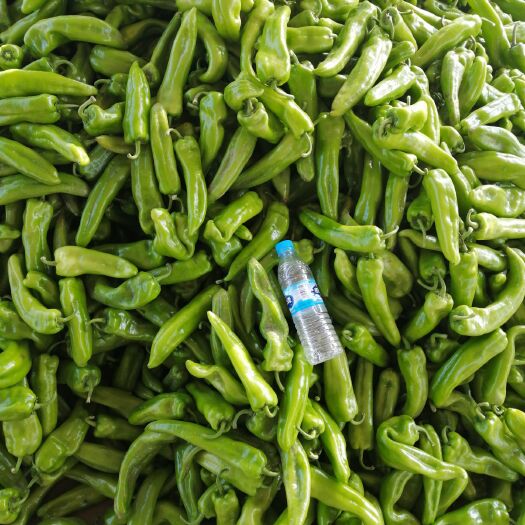 应县牛角椒 大量牛椒上市