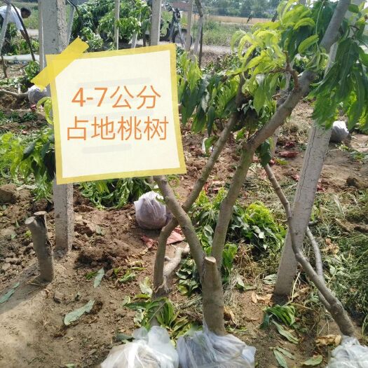 卢龙县蜜桃苗 桃树