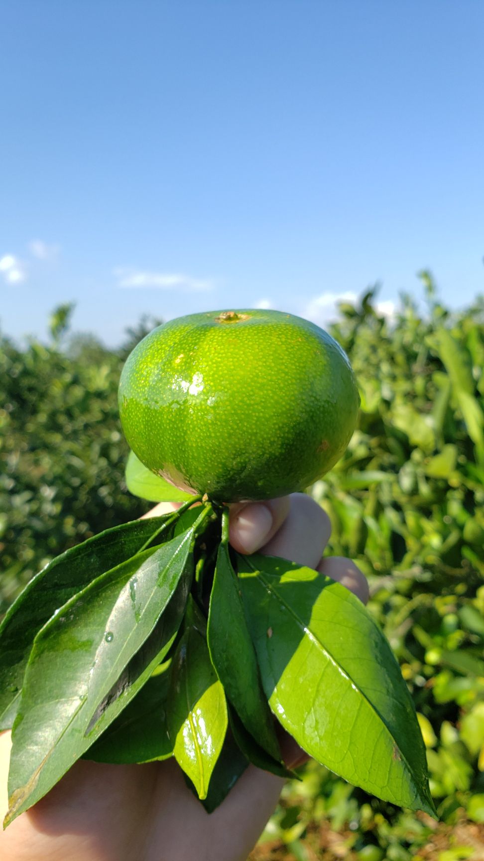 蜜桔 广西青皮蜜橘 柑橘 水果 一件代发