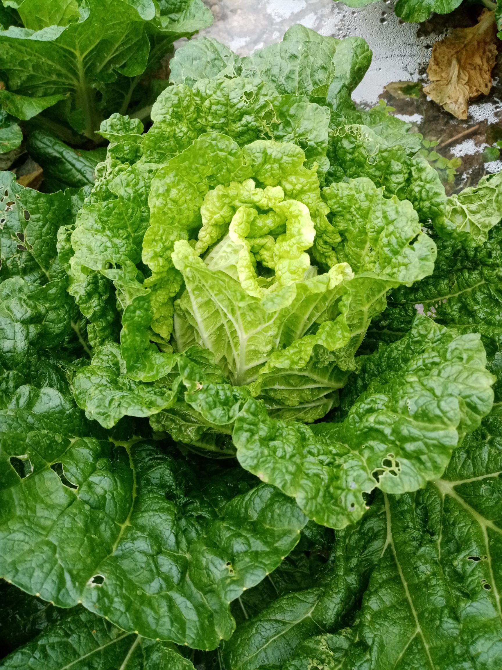 大白菜，质量很好，无黄叶，包心紧凑。欢迎联系