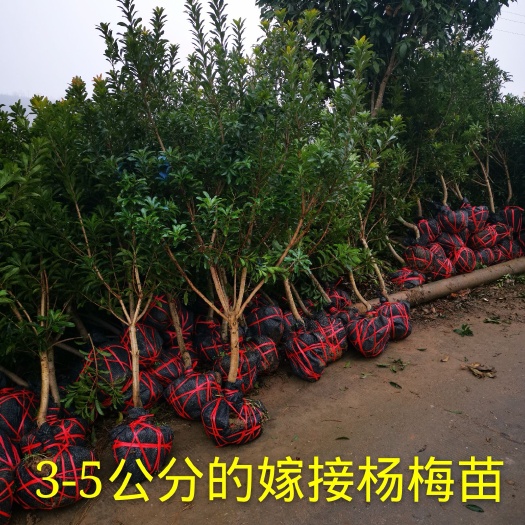 靖州县荸荠杨梅种苗 3-4公分的黑炭杨梅树，黑炭 东魁 台梅带土球精发货