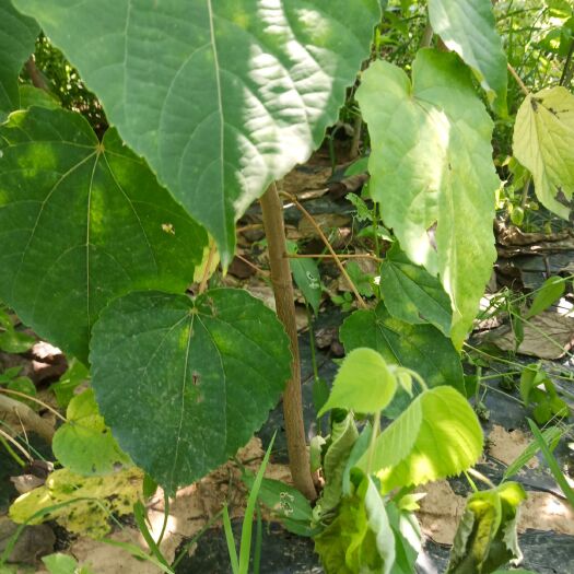 汉中毛叶山桐子苗 两年生毛叶山桐子树，