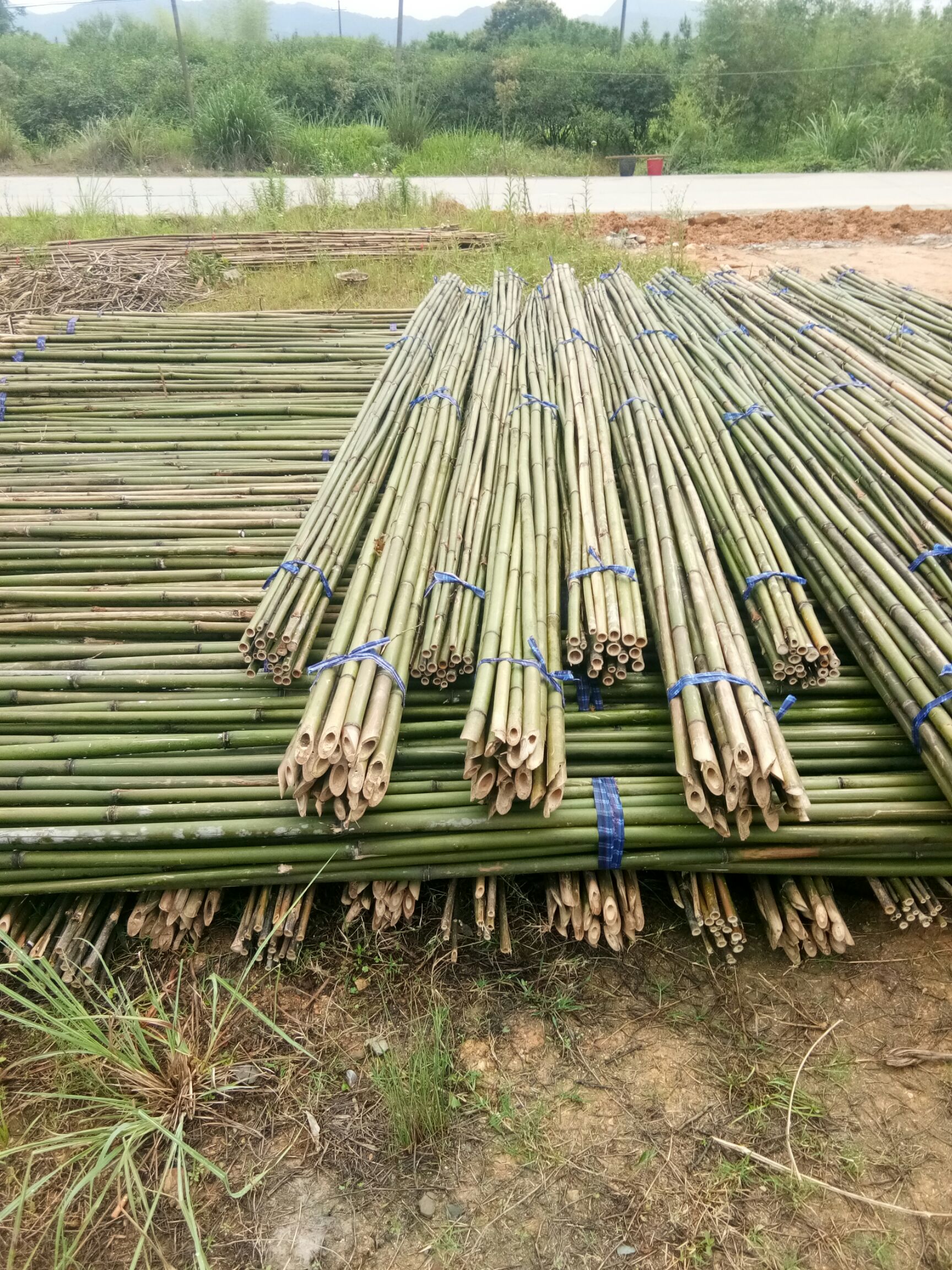 莱架竹  1.5-6米菜架竹价格实惠，水竹，苦竹