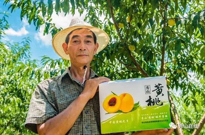 秀山黄桃2号 金黄的皮，金黄的肉，红色的心，个大大大，汁多多多，味甜甜甜