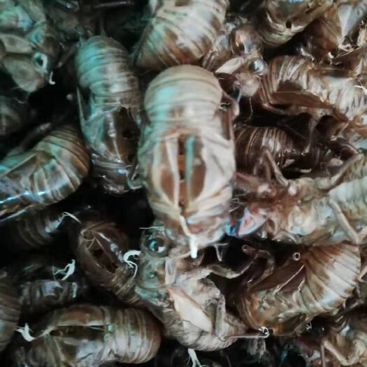 瓦房店市 黄金蝉蜕中药材