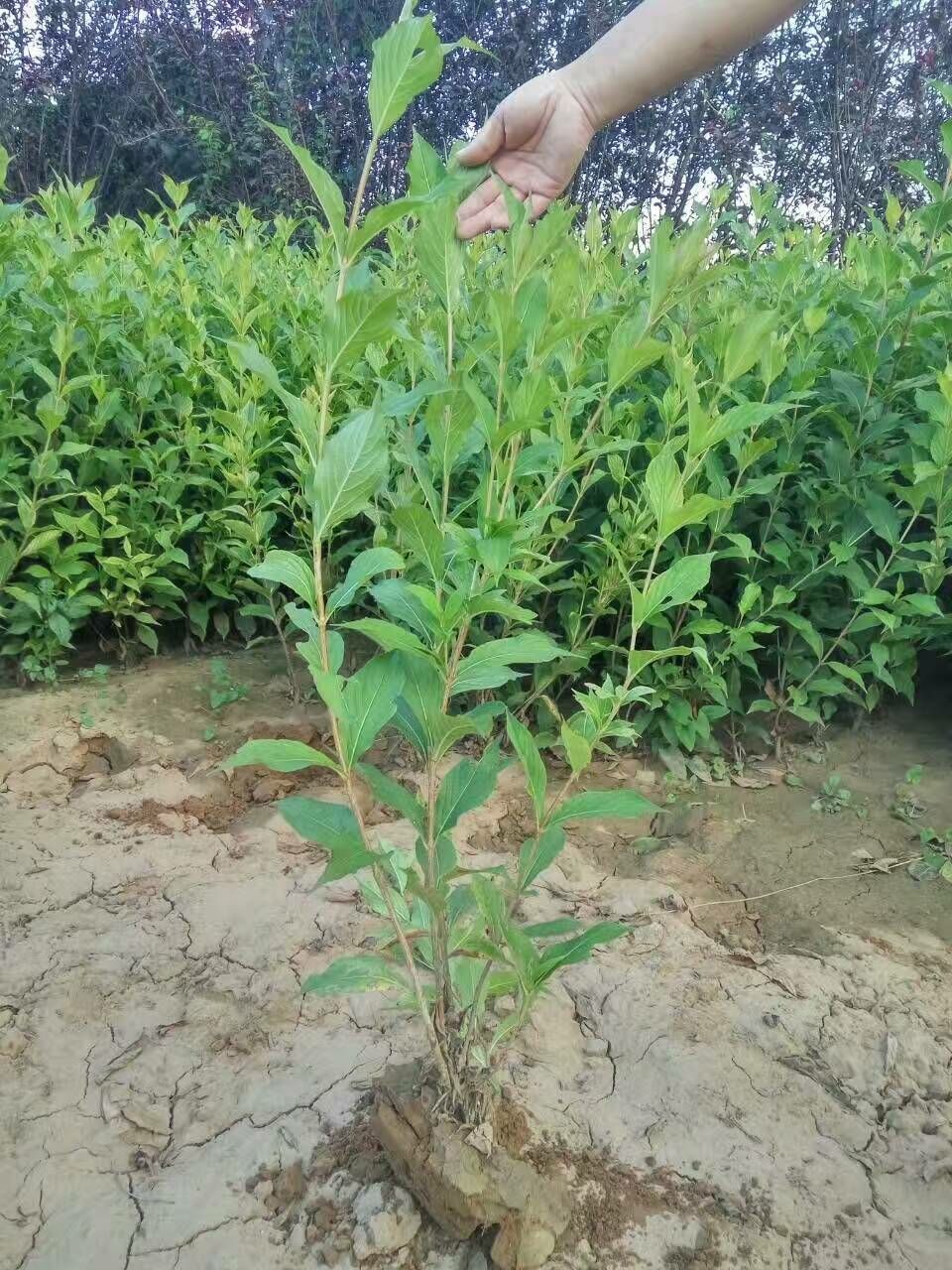 锦带花  河北红王子锦带20万株规格齐全枝条粗壮耐寒抗旱