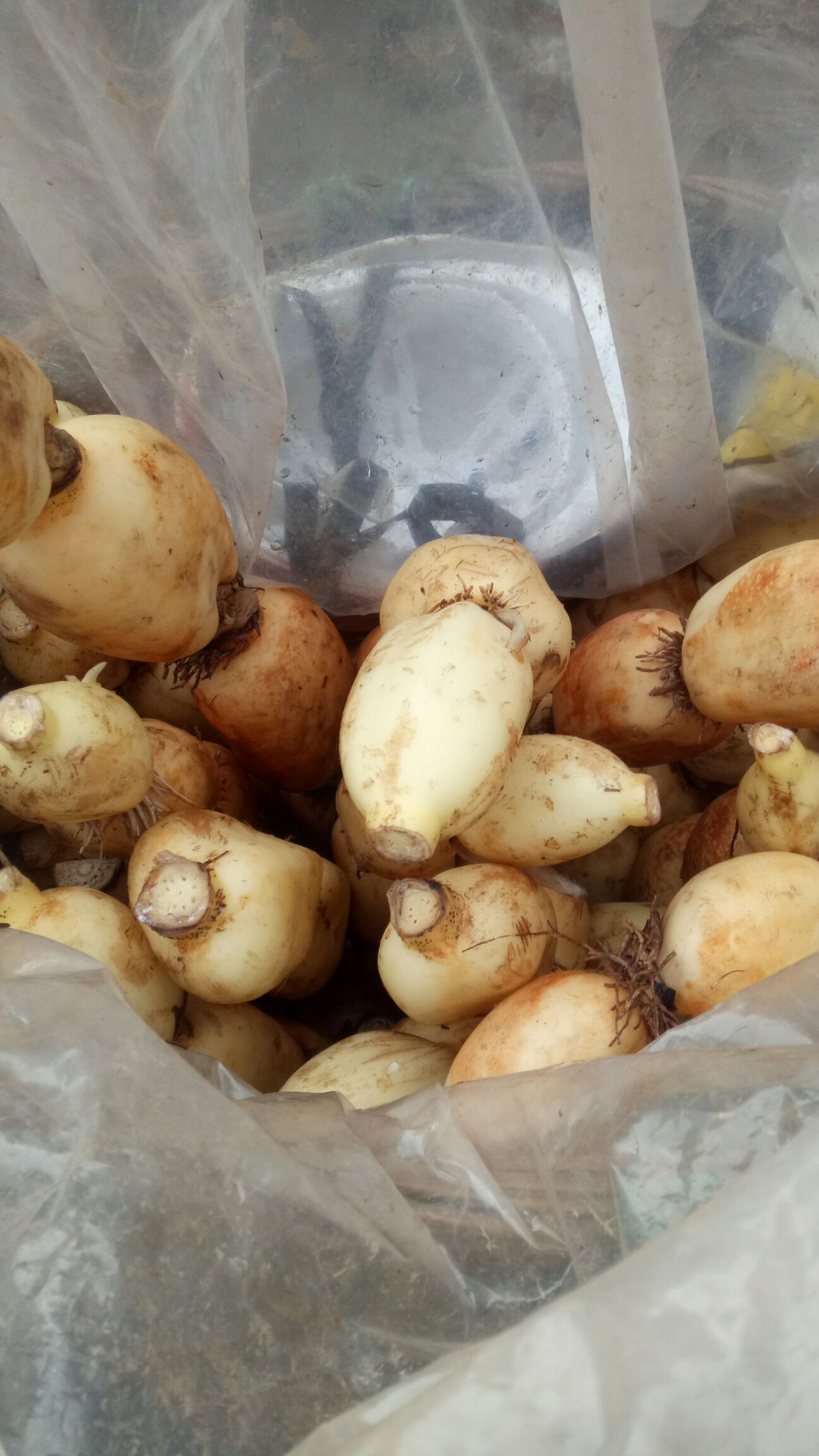  莲藕批发，量大从优