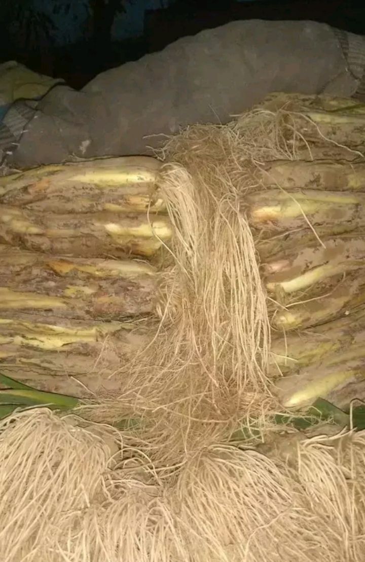 精品红葱