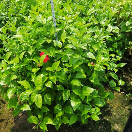漳浦县朱槿 基地种植青叶扶桑球