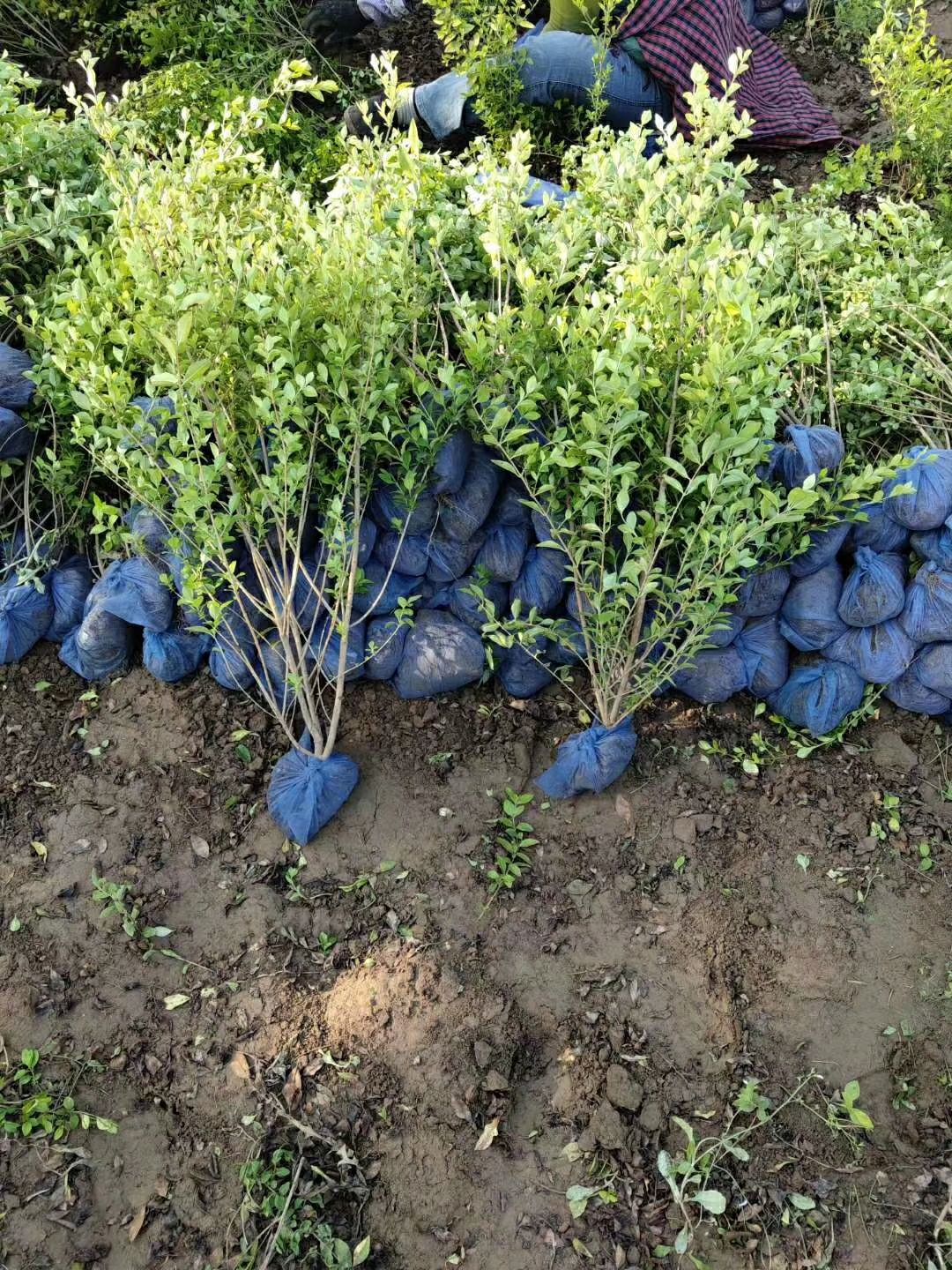 金叶女贞  60公分价格河北正宗产地报价厂家