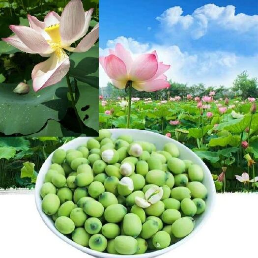 龙南市青莲子 统货 95%-98%
