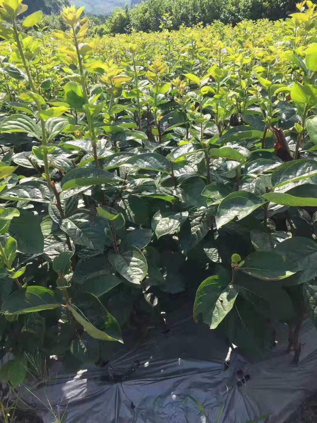太秋甜柿苗  大(太)秋甜柿苗 保证正品苗