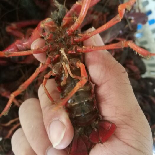 天门市 清水小龙虾诚信经营