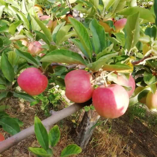 青铜峡市 红嘎啦苹果，新鲜上市啦
