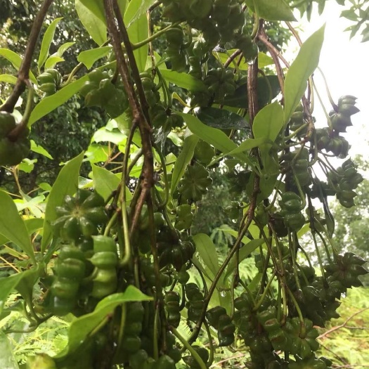昭平县 烫水无硫大红八角