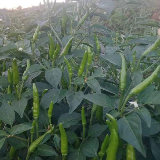 天柱县 预售朝天椒，山地全有机肥种植，光照好，品相佳