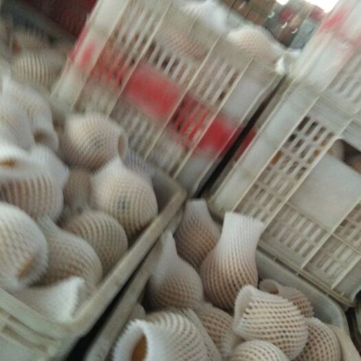 冠县 冠县丰水梨大量上市，口感好脆甜，糖份高，欢迎客商电商前来