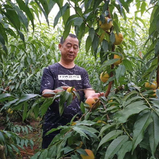 溆浦县 锦绣黄桃