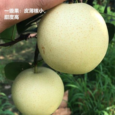 赵县皇冠梨 产地直销，农户自己的，无公害水果，口感很好