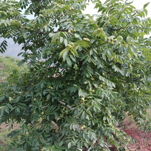 甘洛县青皮核桃 甘洛县大优一号、个大含油高、品质好