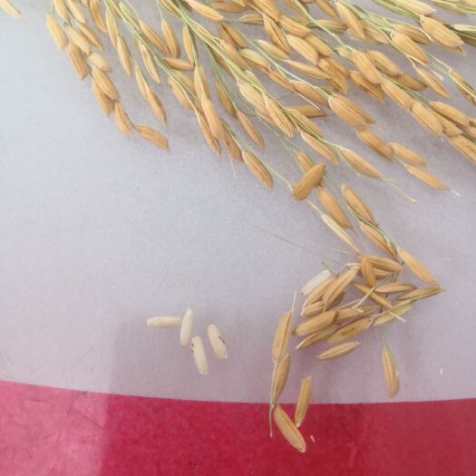 莆田超级稻979 属于优质稻，亩产较低，七百斤不到，重点是好吃，量大