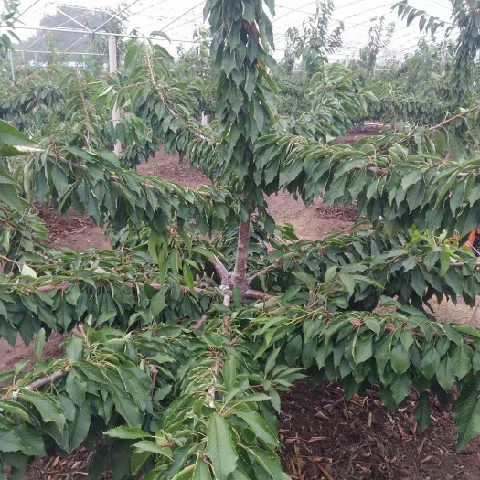 大连俄罗斯8号 单轴延伸