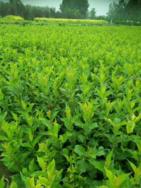 锦带花  河北红王子锦带20万株规格齐全枝条粗壮耐寒抗旱