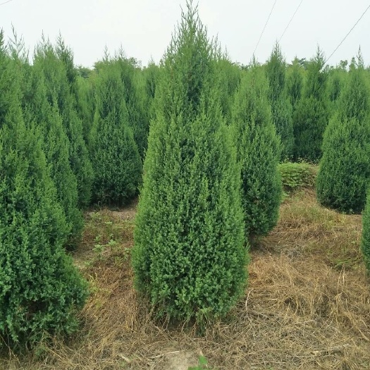 望都县望都塔桧河北望都塔柏望都塔侩刺柏圆柏桧柏基地规格齐全树型美观