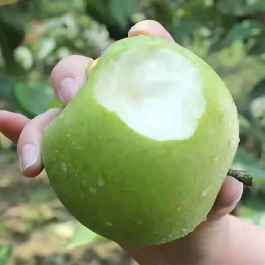砀山县 皇冠梨