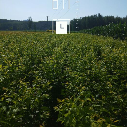 凌源市秋红李苗