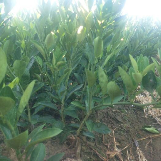 富川县大分四号柑桔苗 特早大分四号…普早大叶新津苗