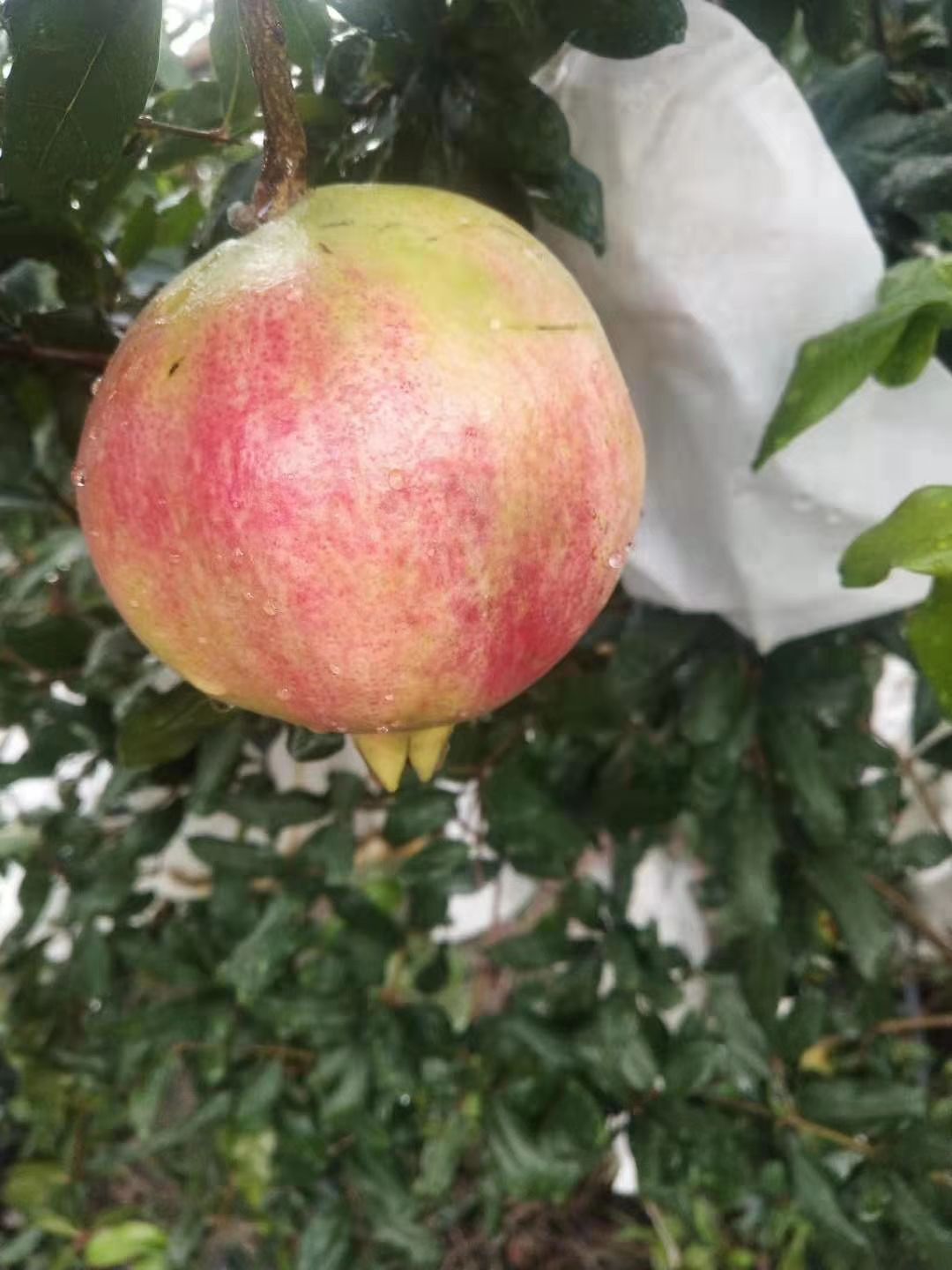  会理软子石榴 ，开始发货，欢迎砸单