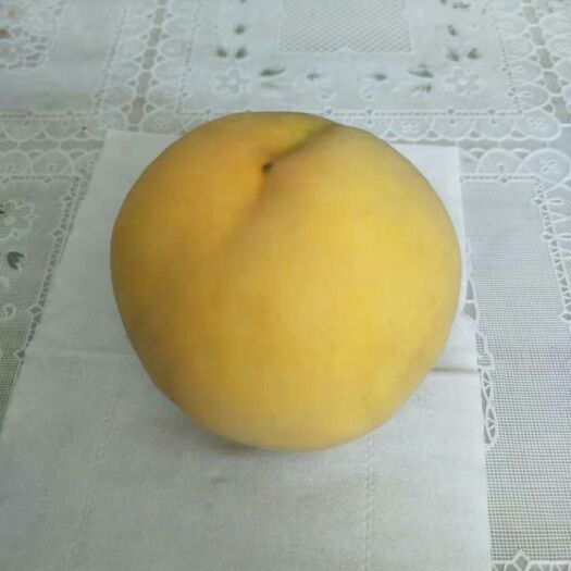 望都县 黄金冠，黄桃