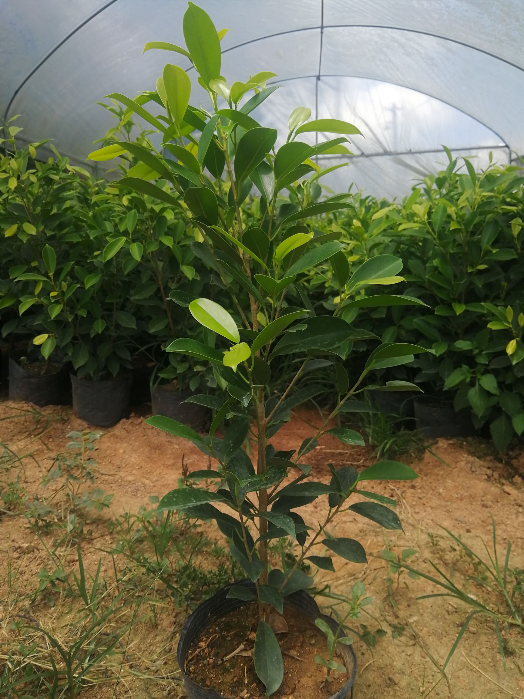 金叶榕 18杯黄金榕