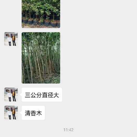 上林县清香木盆栽 现货，量多。