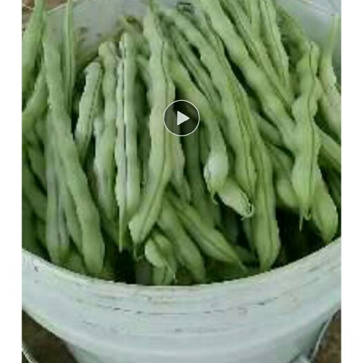 隆化县 新下架的架豆王豆角上市了，天然无公害，大客户往这看快来订