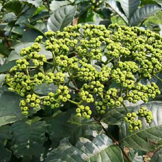 永福县吴茱萸 价格美丽