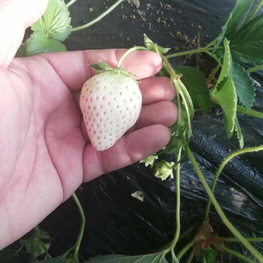  白雪公主草莓苗，白草莓苗，优质白雪公主草莓苗