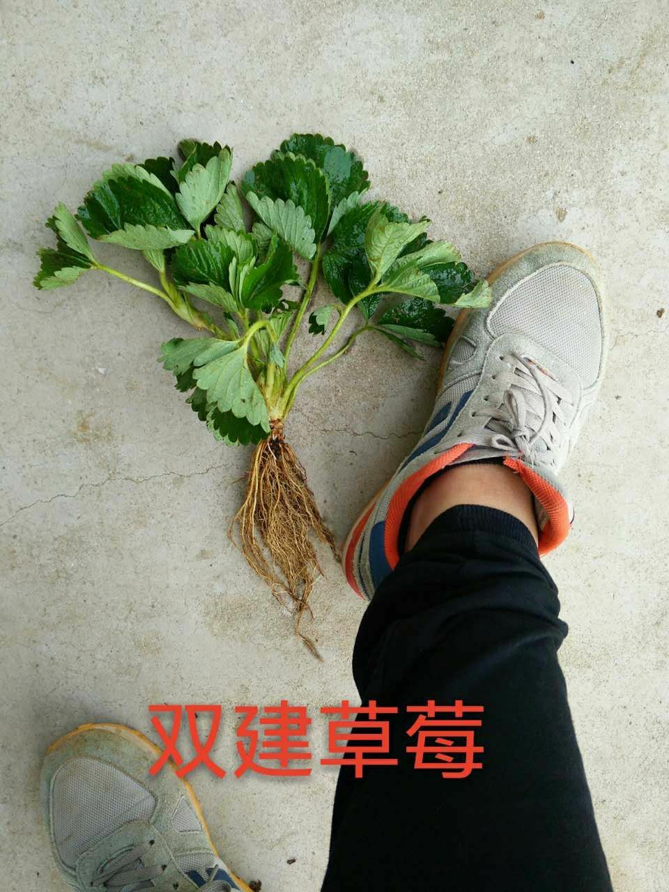  法兰地草莓苗，甜查理草莓苗，优质草莓苗