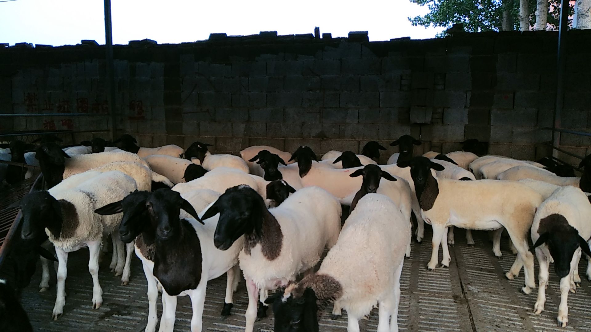 黑头杜波 黑头杜泊 长势如何 吃什么长势最快