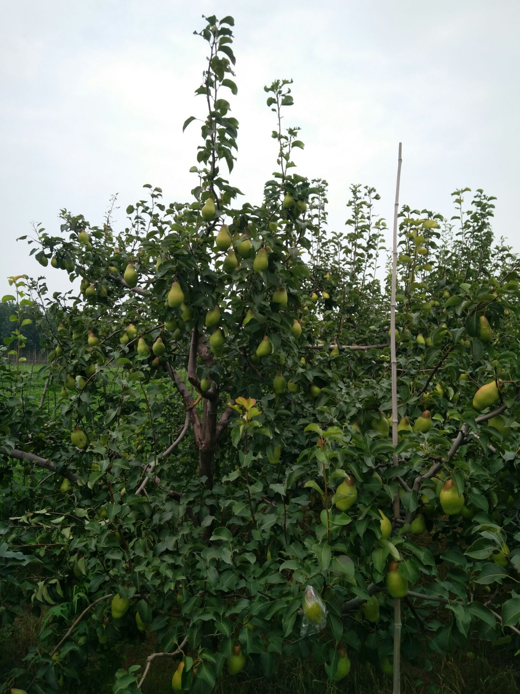  早酥梨烟台梨贵妃梨