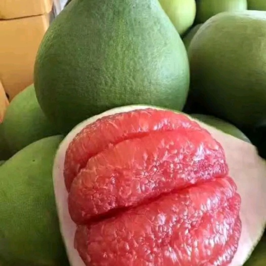 灵山县葡萄柚苗  秦国红宝石柚子苗