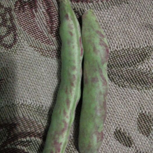 家雀蛋豆角 家雀蛋