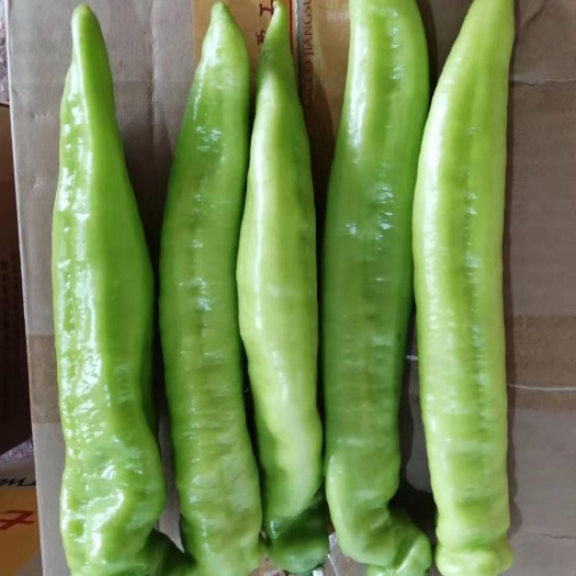 凌源市黄皮辣椒 黄皮尖椒