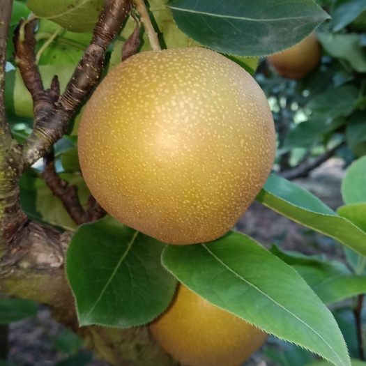 钟祥市黄花梨