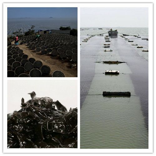 500克包邮霞浦无沙紫菜干货紫菜批发汤冲泡即食