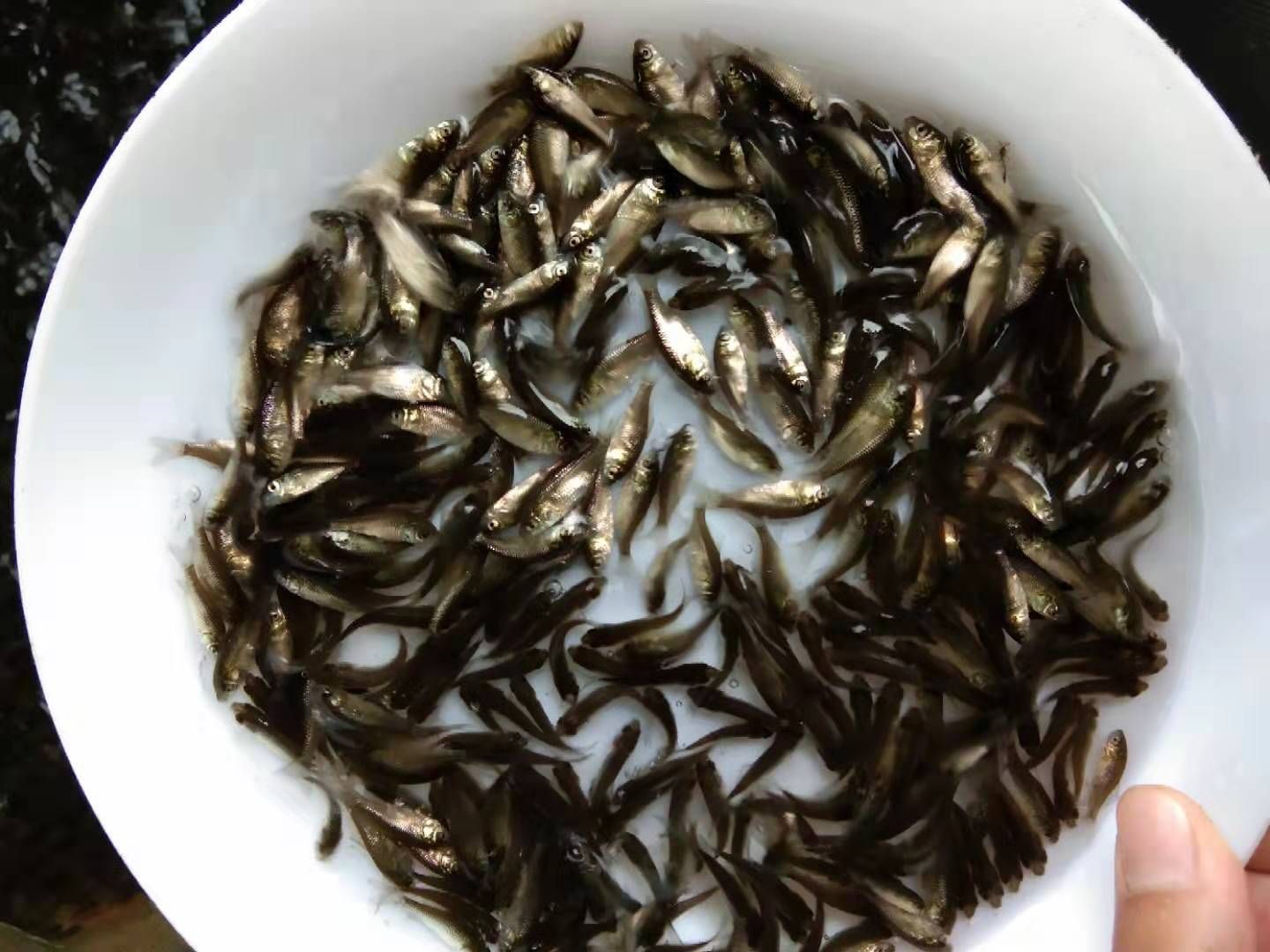 鲤鱼苗   3-4公分鲤鱼苗