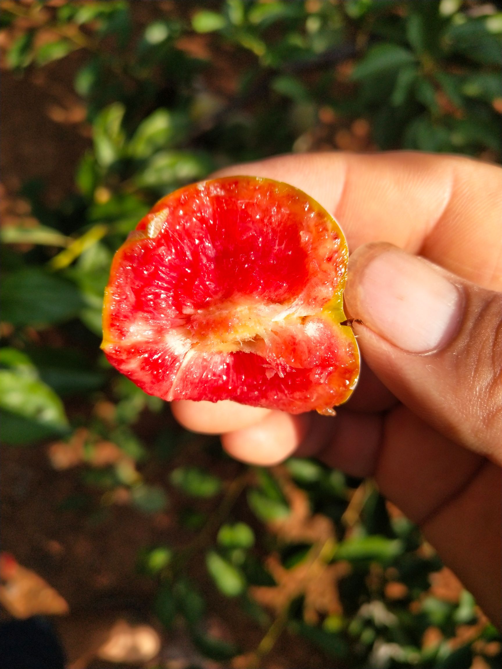 芙蓉李 质量好口感脆甜