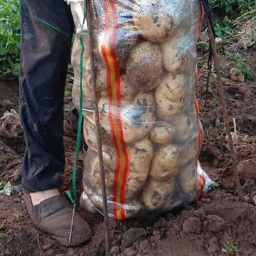 围场县荷兰806马铃薯 2两通天荷兰